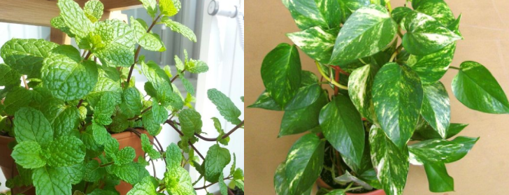 jar2 mis-plantas-jardineriademarquez